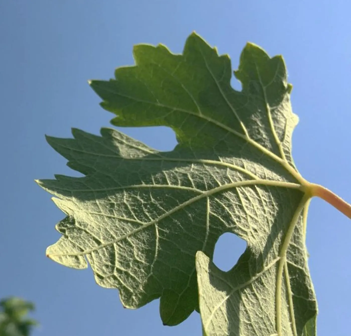 A grapevine leaf in the sun.