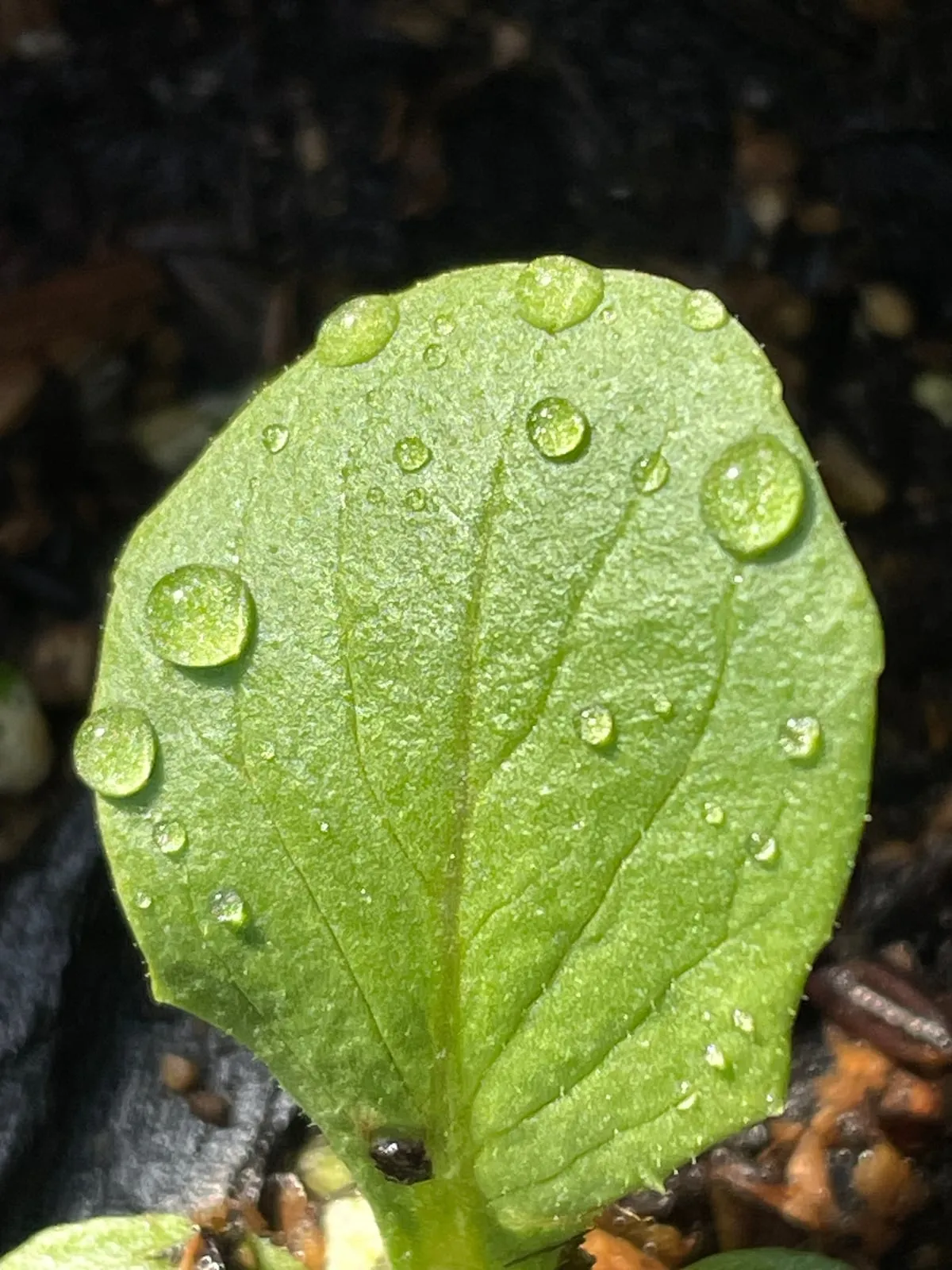 A young leaf with water drops.