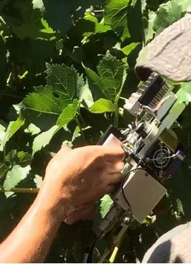 Measuring gas exchange on a grapevine leaf in the vineyard.