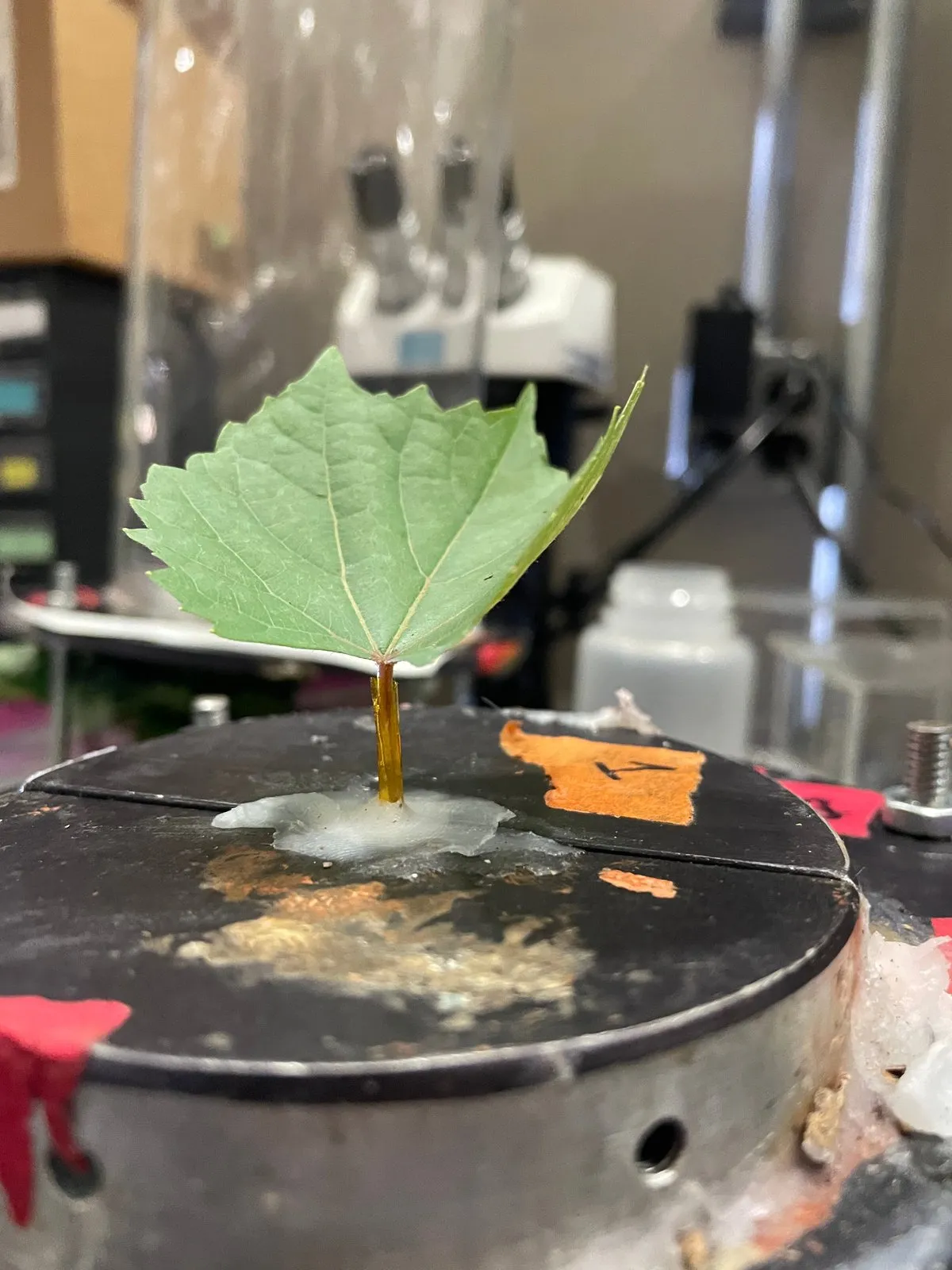 A grapevine leaf sealed in a pressure chamber to measure leaf water potential.