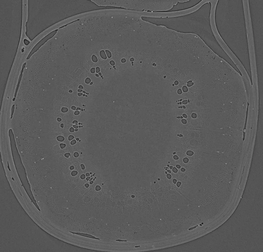 Synchrotron microCT cross section. Dark conduits are filled with air. Gray ones still hold water.