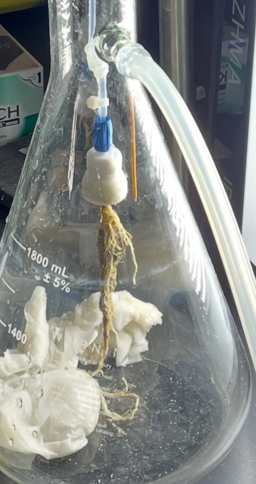 Measuring root hydraulic conductance.